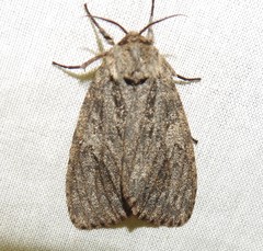 Lymantria nussi