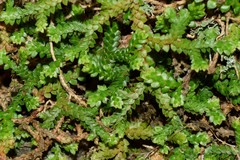 Selaginella denticulata