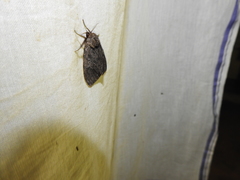 Lymantria nussi