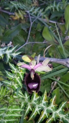 Ophrys bertolonii