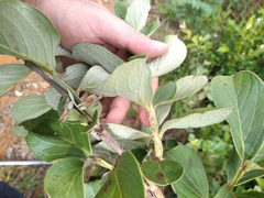 Psidium grandifolium