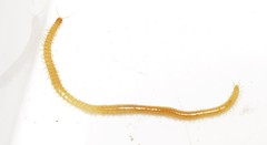 Stenotaenia linearis