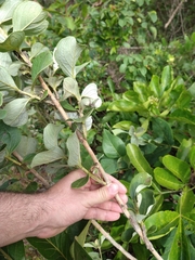 Psidium grandifolium