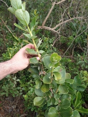 Psidium grandifolium