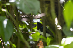 Platysteira jamesoni