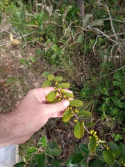 Erythroxylum campestre
