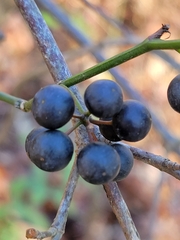 Smilax smallii
