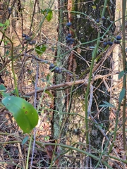 Smilax smallii
