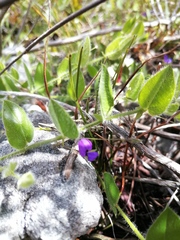 Psoralea asarina