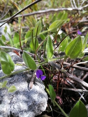 Psoralea asarina