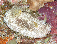 Platydoris scabra