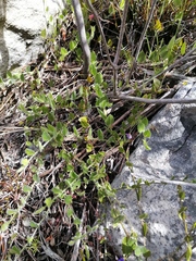 Psoralea asarina