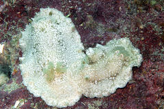 Platydoris scabra