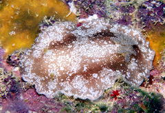Platydoris scabra