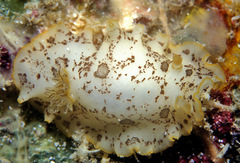 Platydoris scabra