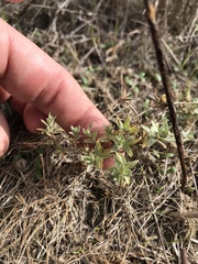 Atriplex coulteri