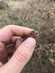 Centromadia parryi australis