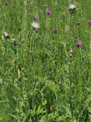 Cirsium × erucagineum