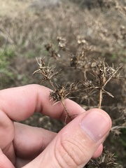 Centromadia parryi australis