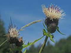 Cirsium × erucagineum