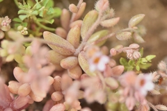 Sedum mucizonia