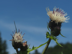 Cirsium × erucagineum