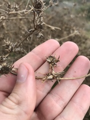 Centromadia parryi australis