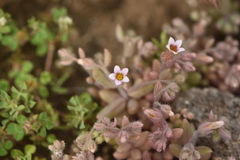 Sedum mucizonia