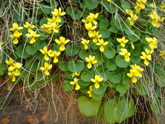 Viola caucasica