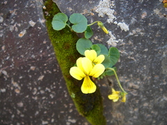 Viola caucasica
