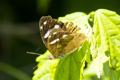 Cybdelis phaesyla