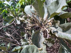 Aspidosperma