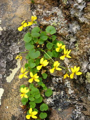 Viola caucasica