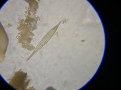 Lagenidae