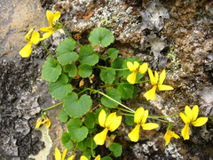 Viola caucasica