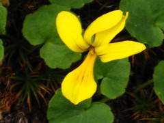 Viola caucasica