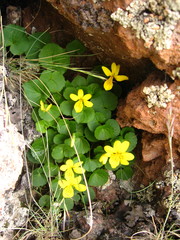 Viola caucasica