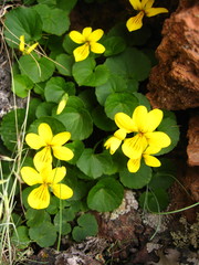 Viola caucasica