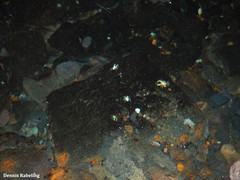 Munidopsis polymorpha