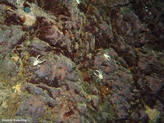 Munidopsis polymorpha
