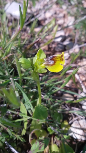 Yellow Bee-orchid