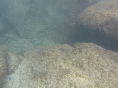 Sepioteuthis sepioidea