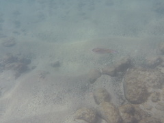 Sepioteuthis sepioidea