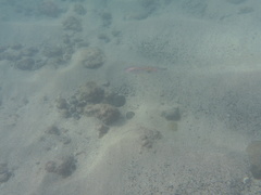 Sepioteuthis sepioidea