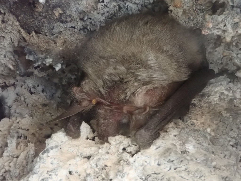 Canary Long-Eared Bat
