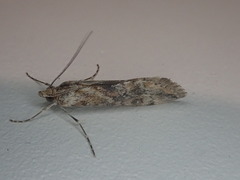 Cornifrons ulceratalis