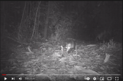 Didelphis marsupialis