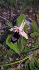 Ophrys bertolonii