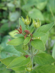 Lysimachia verticillaris