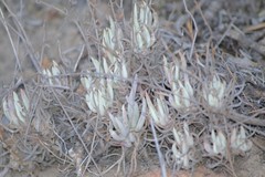 Dudleya attenuata attenuata